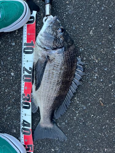 クロダイの釣果
