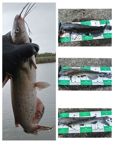 アメリカナマズの釣果