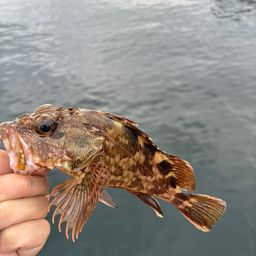 カサゴ