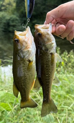 ラージマウスバスの釣果