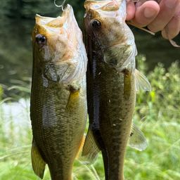 ラージマウスバス