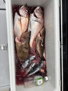 マダイの釣果