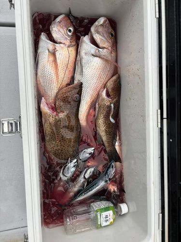 マダイの釣果
