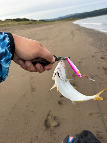ワカシの釣果