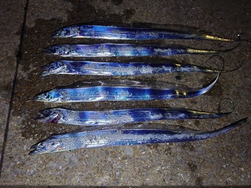 タチウオの釣果