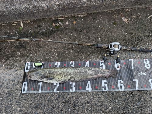 ナマズの釣果