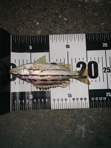 シマイサキの釣果