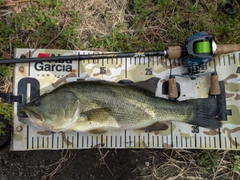 ラージマウスバスの釣果