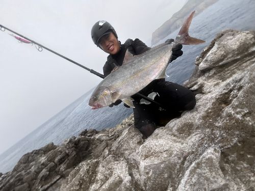 カンパチの釣果