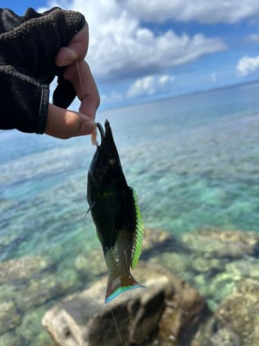クギベラの釣果