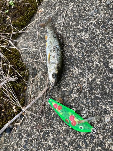 ウグイの釣果