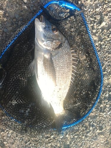 ミナミクロダイの釣果