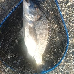 ミナミクロダイ