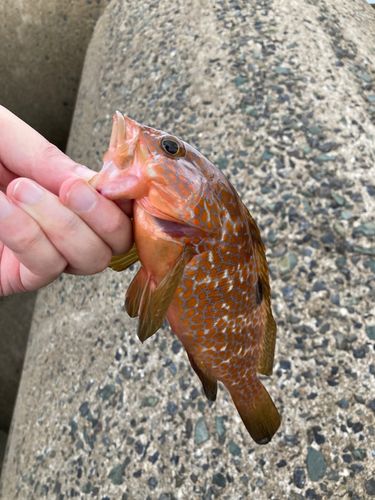 波津漁港