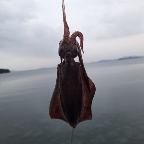 上蒲刈島