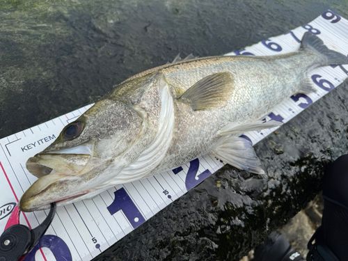 シーバスの釣果