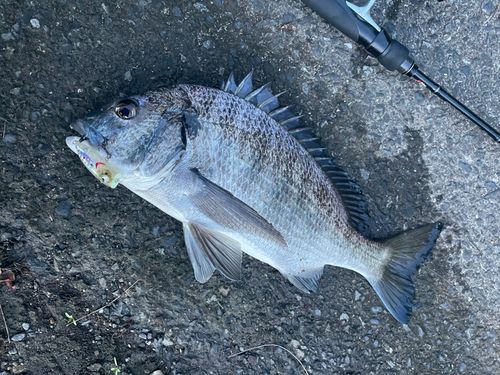 チヌの釣果