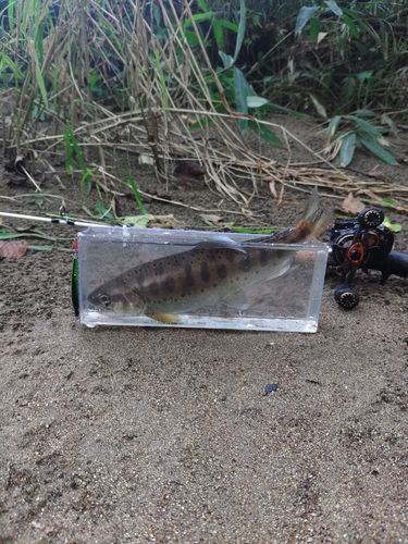 ヤマメの釣果