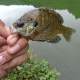 ブルーギル