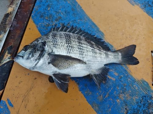 クロダイの釣果