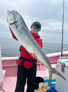 シイラの釣果