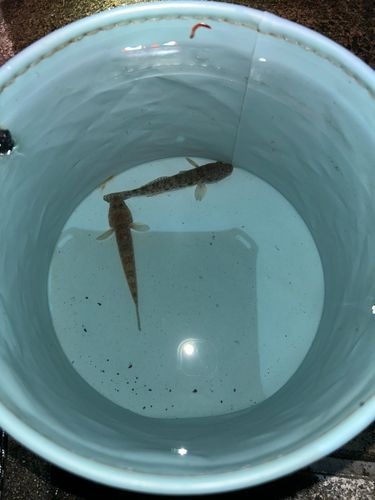 ハゼの釣果