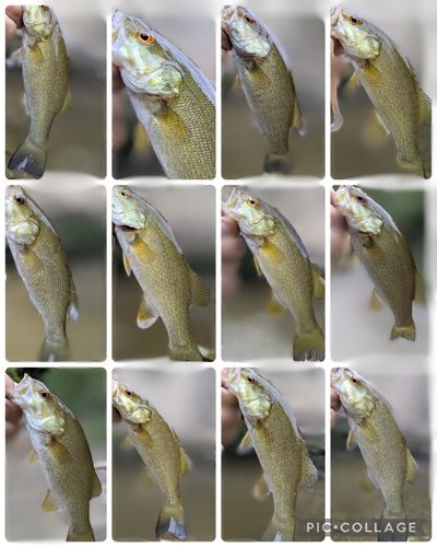 ブラックバスの釣果