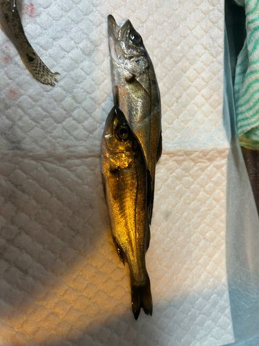 セイゴ（ヒラスズキ）の釣果