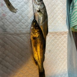 セイゴ（ヒラスズキ）