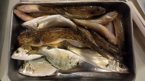 マハゼの釣果