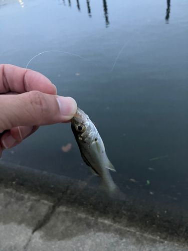 衣浦湾