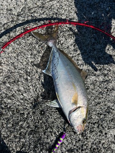 ネリゴの釣果