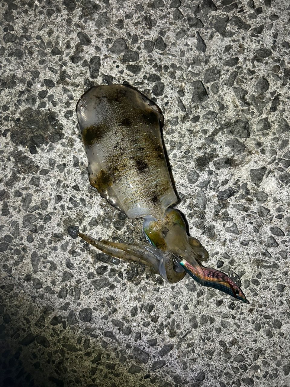 ネリゴ
