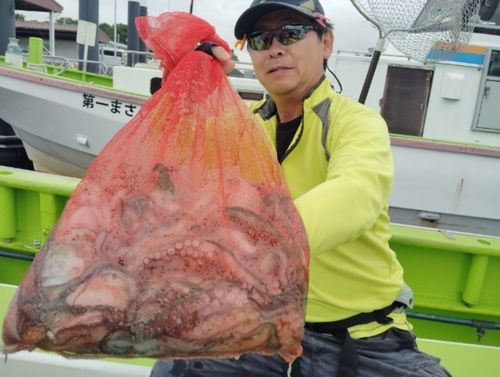 マダコの釣果