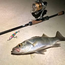 セイゴ（ヒラスズキ）