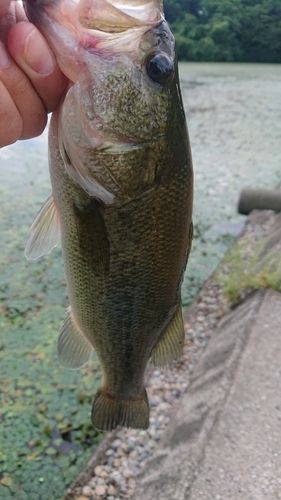 ラージマウスバスの釣果