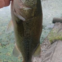 ラージマウスバス