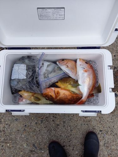 レンコダイの釣果