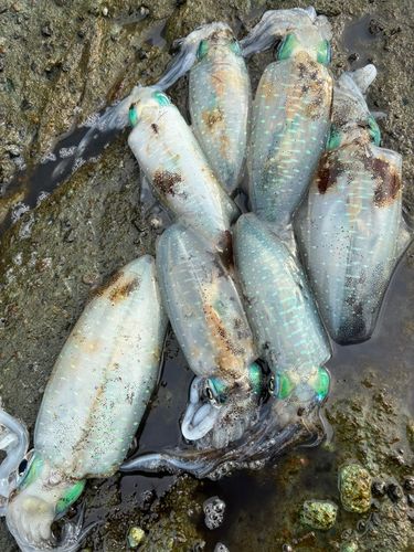 アオリイカの釣果