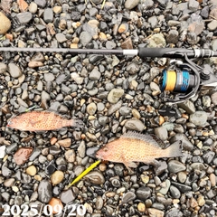 オオモンハタの釣果