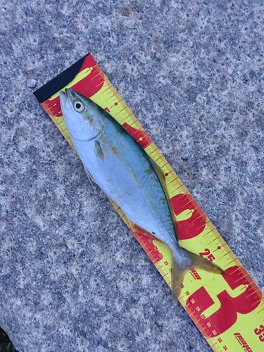 ツバスの釣果