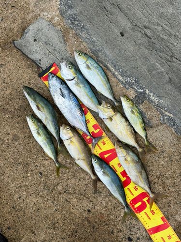 スマガツオの釣果