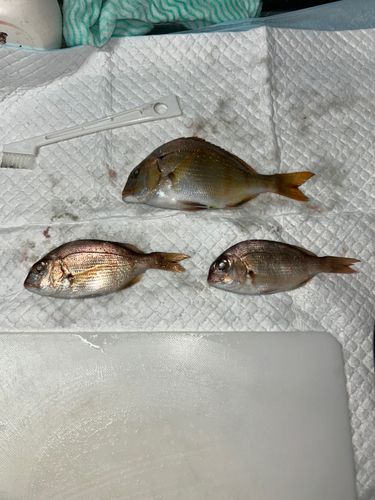 チャリコの釣果