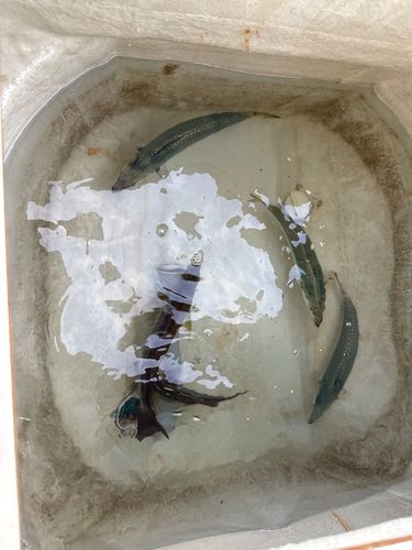 錦江湾