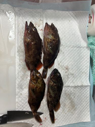 カサゴの釣果