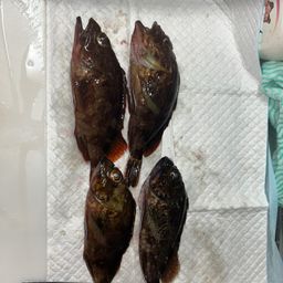 カサゴ