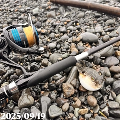 クサフグの釣果