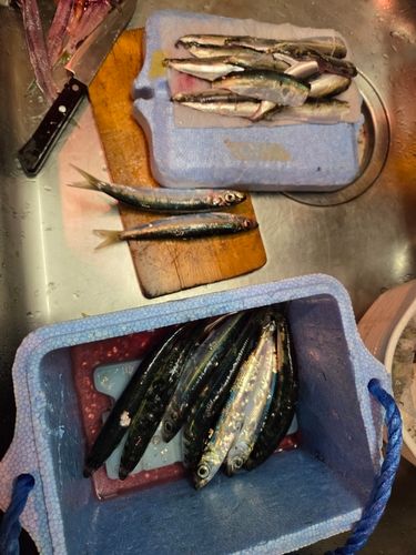 ウルメイワシの釣果