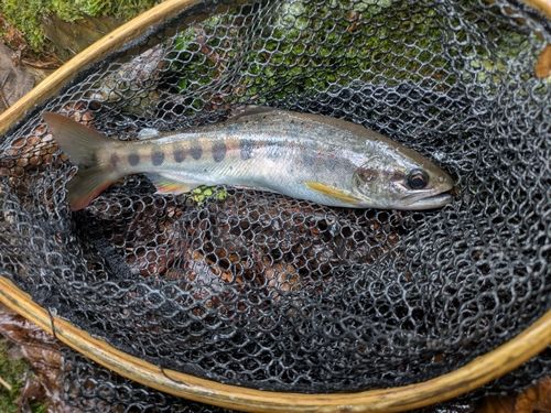 アマゴの釣果