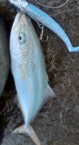 ワカシの釣果